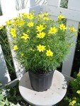 Zagreb Tickseed – Bright Yellow Perennial Plant