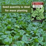 Bloomsdale Spinach Seeds - Non-GMO Jumbo Pack
