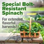 Bloomsdale Spinach Seeds - Non-GMO Heirloom Packs