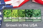 Heirloom Vegetable Seed Pack for Lettuce & Greens