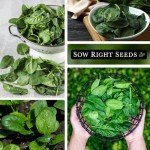Bloomsdale Spinach Seeds - Non-GMO Jumbo Pack
