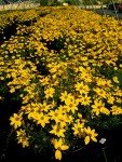 Zagreb Tickseed – Bright Yellow Perennial Plant