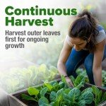 Bloomsdale Spinach Seeds - Non-GMO Heirloom Packs