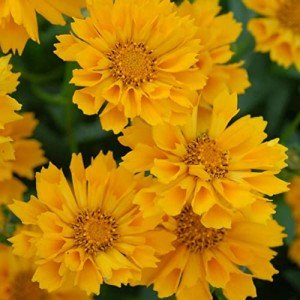 Coreopsis Jethro Tull Perennial Plants - Butterfly Attractors