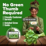 Bloomsdale Spinach Seeds - Non-GMO Heirloom Packs