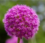 Purple Sensation Allium Bulbs - 10 Large Bulbs
