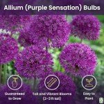 Purple Sensation Allium Bulbs - 10 Large Bulbs