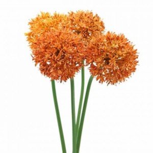 Orange Allium Giganteum Flower Seeds - 200 Count