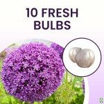 Purple Sensation Allium Bulbs - 10 Large Bulbs