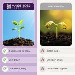 Purple Sensation Allium Bulbs - 10 Large Bulbs