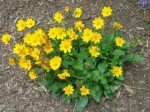 Coreopsis "Nana" – 4-Inch Pot, Nicely Rooted