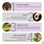 Purple Sensation Allium Bulbs - 10 Large Bulbs