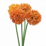 Orange Allium Giganteum Flower Seeds - 200 Count