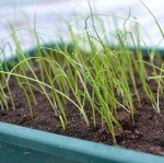 Orange Allium Giganteum Flower Seeds - 200 Count