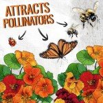 Jewel Mix Nasturtium Seeds - 350+ Edible Flowers