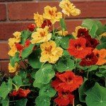 Jewel Mix Nasturtium Seeds - 350+ Edible Flowers