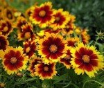 Coreopsis Uptick Gold Flower Starter Plant