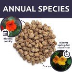 Mixed Color Nasturtium Seeds – Large Packet