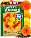 Petite French Marigold Seeds - Easy Outdoor Bloom