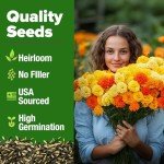 Petite French Marigold Seeds - Easy Outdoor Bloom