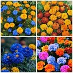 1500+ Mixed Non-GMO Marigold Seeds for Planting