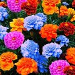 1500+ Mixed Non-GMO Marigold Seeds for Planting