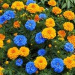 1500+ Mixed Non-GMO Marigold Seeds for Planting