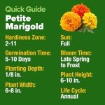 Petite French Marigold Seeds - Easy Outdoor Bloom