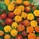 1500+ Mixed Non-GMO Marigold Seeds for Planting