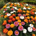 1500+ Mixed Non-GMO Marigold Seeds for Planting