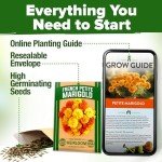 Petite French Marigold Seeds - Easy Outdoor Bloom