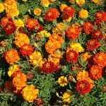 1500+ Mixed Non-GMO Marigold Seeds for Planting