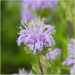 Edible Wildflower Seed Collection - 7 Varieties