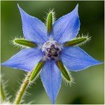 Edible Wildflower Seed Collection - 7 Varieties