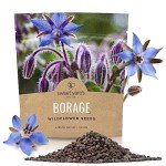 Borage Seeds - Large Packet of Non-GMO Seeds