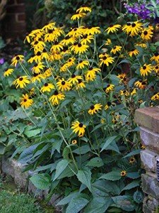 Black Eyed Susan Perennial Plant - 1 Quart