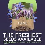 Borage Seeds - Large Packet of Non-GMO Seeds
