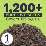 Borage Seeds - Large Packet of Non-GMO Seeds