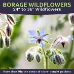 Borage Seeds - Large Packet of Non-GMO Seeds