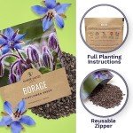 Borage Seeds - Large Packet of Non-GMO Seeds