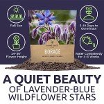 Borage Seeds - Large Packet of Non-GMO Seeds