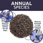 Borage Seeds - Large Packet of Non-GMO Seeds