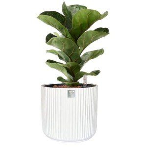 Self-Watering Ceramic Pot for Indoor Plants