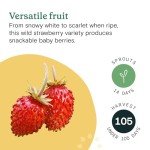 Mini Snackable Strawberry Hydroponic Garden Kit