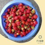 Mini Snackable Strawberry Hydroponic Garden Kit