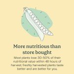 Mini Snackable Strawberry Hydroponic Garden Kit