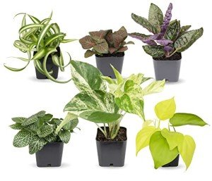 Indoor Houseplant Starter Kit: 6 Live Plants