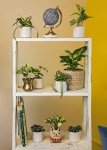 Indoor Houseplant Starter Kit: 6 Live Plants
