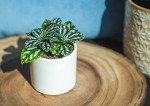 Indoor Houseplant Starter Kit: 6 Live Plants