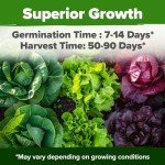 5,000+ Non-GMO Heirloom Lettuce Seeds Variety Pack